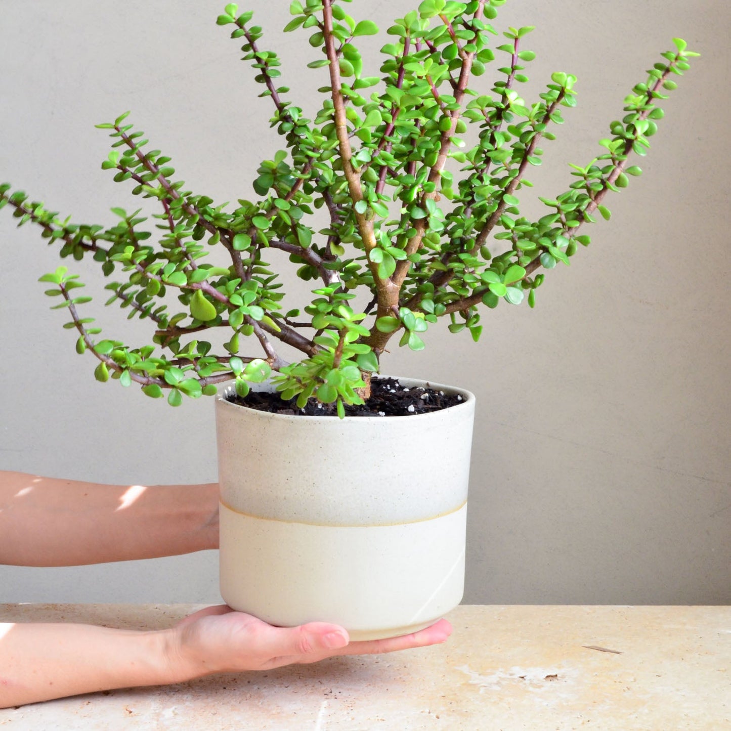 Ceramic planter ~ Driftwood