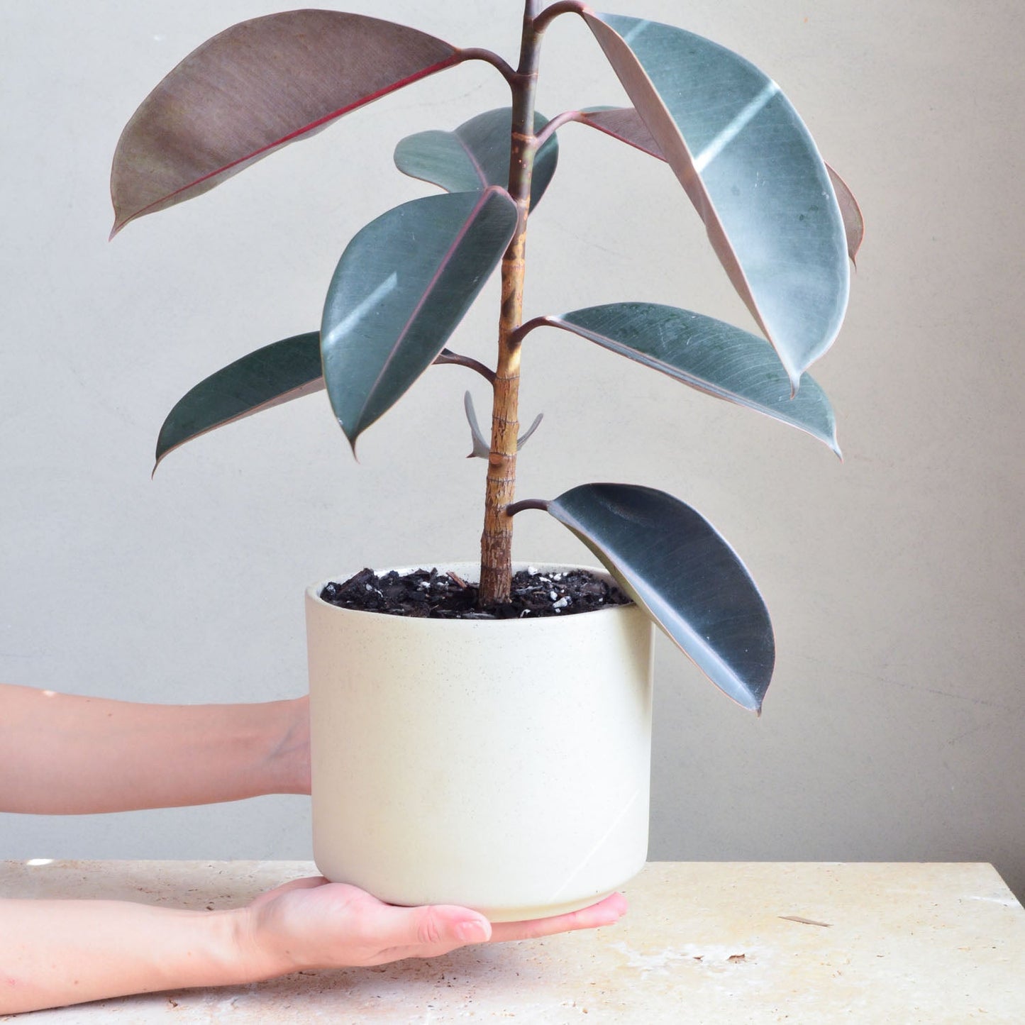 Ceramic planter ~ Natural