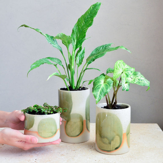Succulent pot ~ Moss