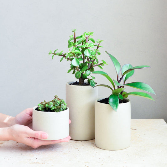 Succulent pot ~ Natural
