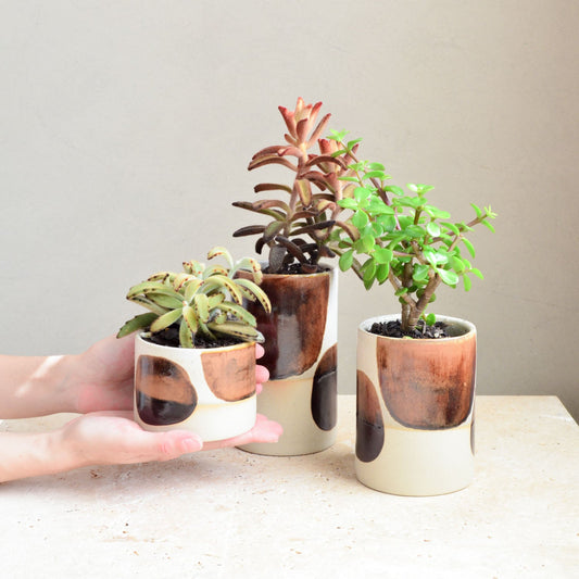 Succulent pot ~ Coffee