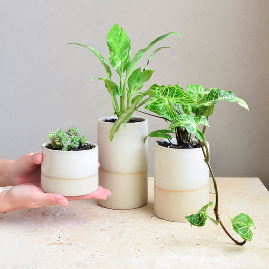 Succulent pot ~ Driftwood
